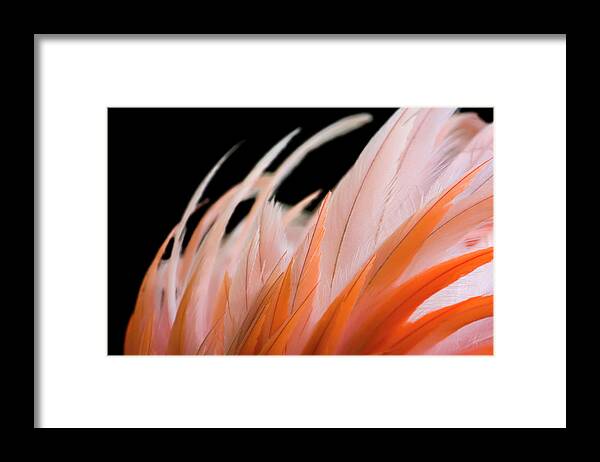 Orange Color Framed Print featuring the photograph Ruffled Flamingo Feathers by Dean Fikar