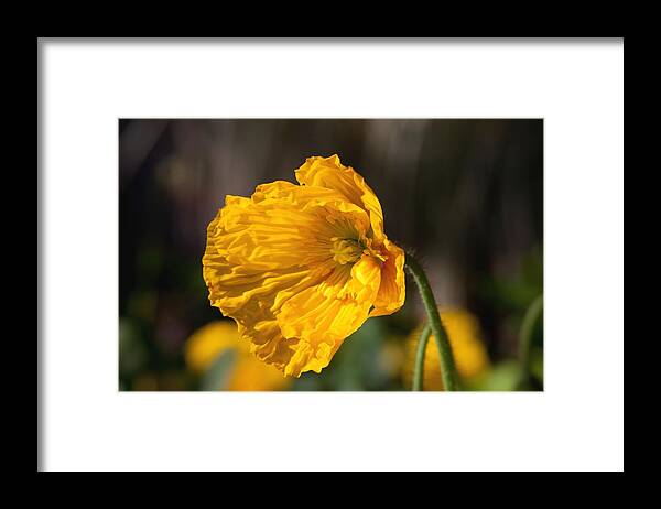 Poppy Framed Print featuring the photograph Ruffled Yellow Poppy by Vanessa Thomas
