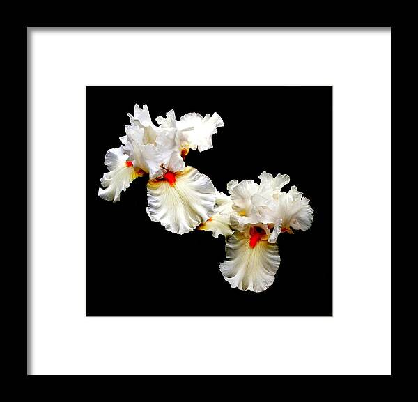 Photography Framed Print featuring the photograph 'Ruffles' by Liza Dey