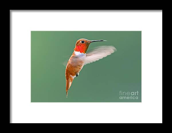 Rufous Framed Print featuring the photograph Rufous Hummingbird by Bill Singleton