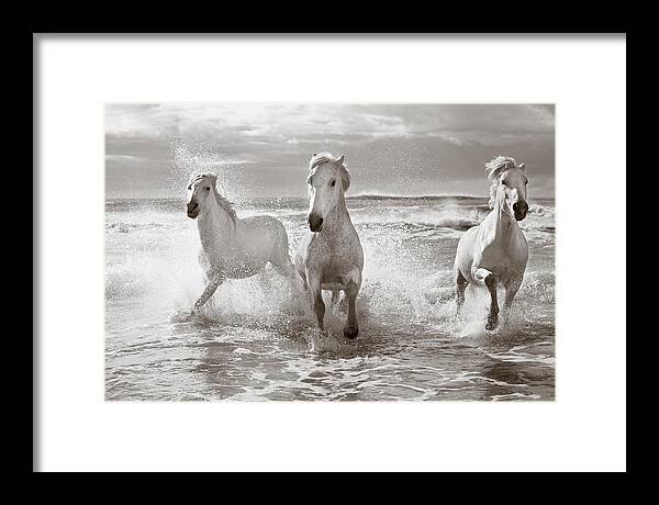 Horse Framed Print featuring the photograph Run White Horses II by Tim Booth
