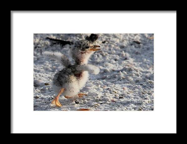 Least Tern Framed Print featuring the photograph Running Free - Least Tern by Meg Rousher