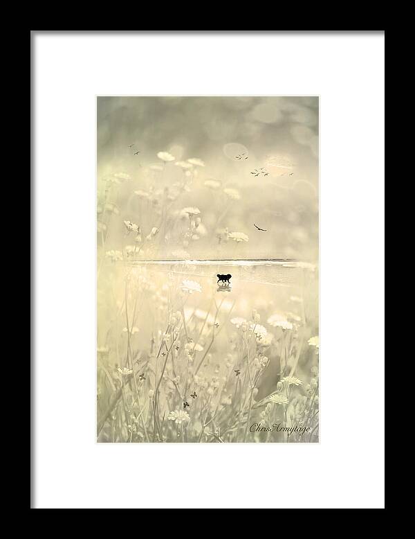 Pets Framed Print featuring the digital art Running Free by Chris Armytage