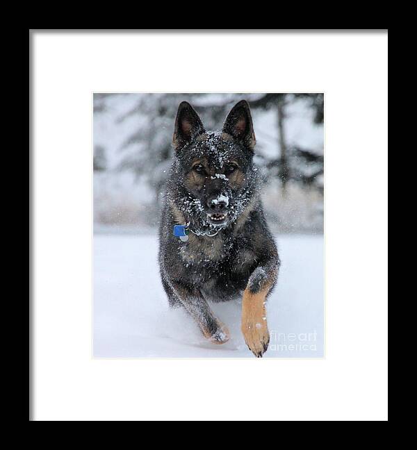 German Shepherd Framed Print featuring the photograph Running Through The Snow by Roland Stanke