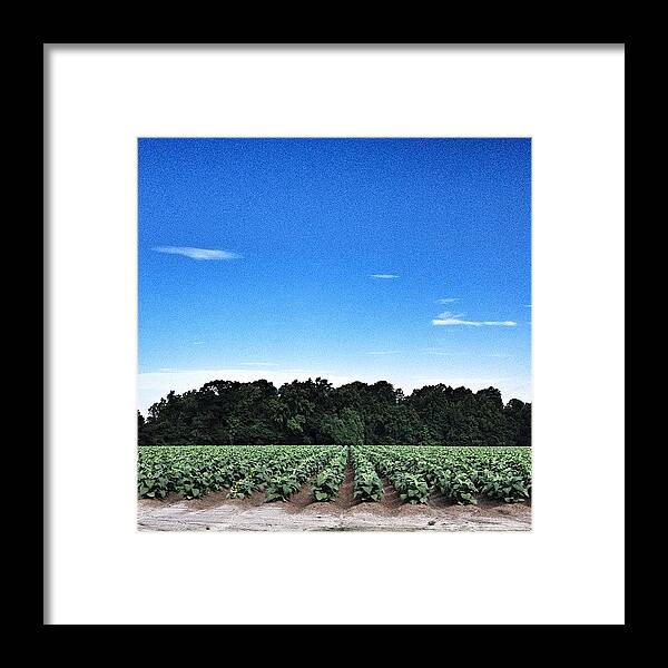 Beautiful Framed Print featuring the photograph Rural America Tobacco Fields by Melissa Evans