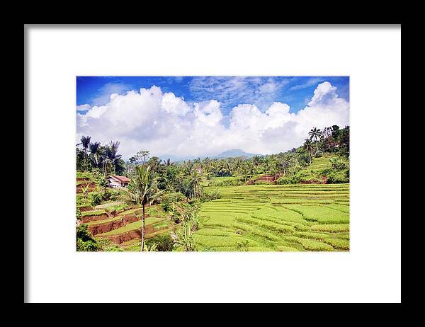 Tranquility Framed Print featuring the photograph Rural Scene Rice Fields Westcentral by Paul Biris