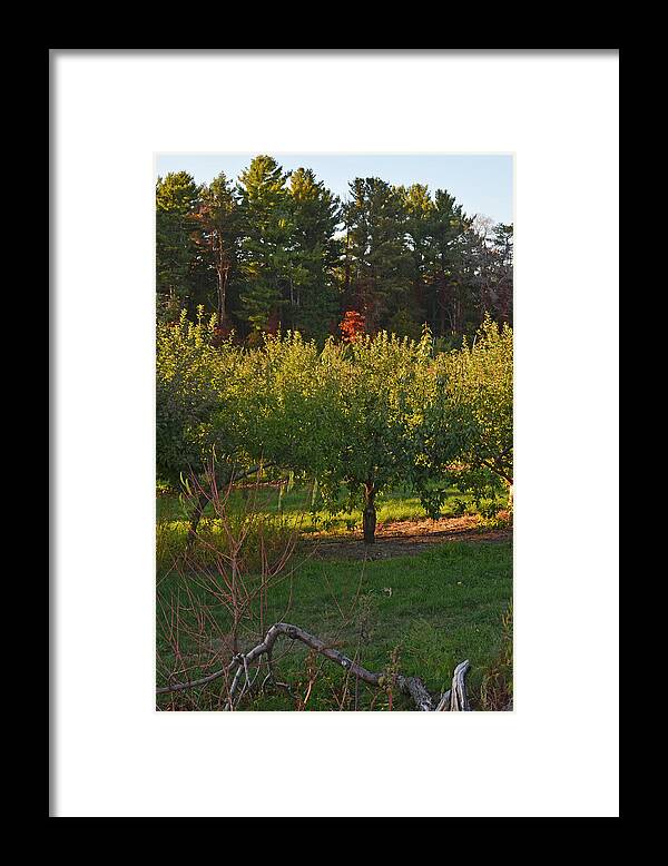 Russel Framed Print featuring the photograph Russel Farms Forestland by Toby McGuire