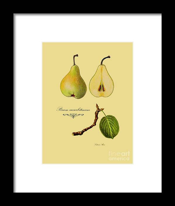 Plants Framed Print featuring the drawing Russet pear by Alexa Szlavics