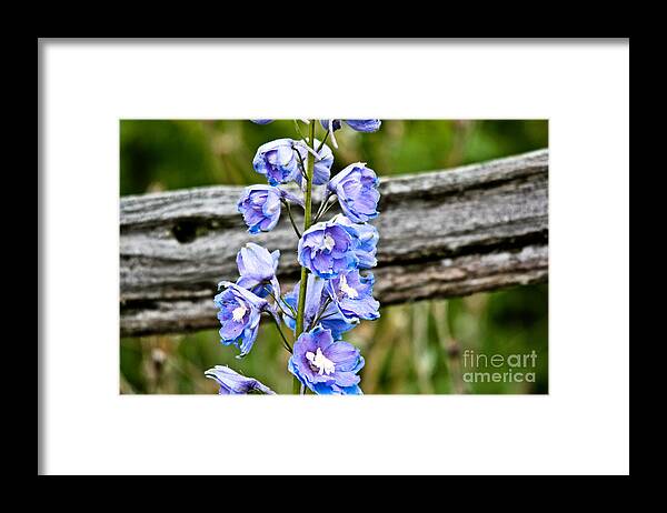  Framed Print featuring the photograph Rustic Delphinium by Cheryl Baxter