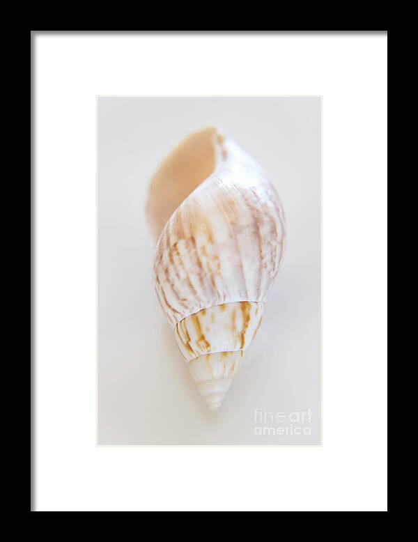 Sea Framed Print featuring the photograph Rusty Dove Shell by Julia Hiebaum