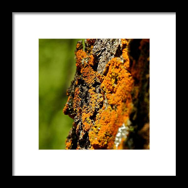 Pine Tree Framed Print featuring the photograph Rusty Moss and Green Bokeh by Kirsten Giving