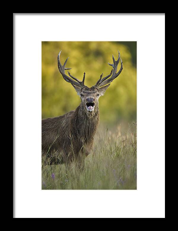 Red Deer Framed Print featuring the photograph Rut by Jack Milchanowski