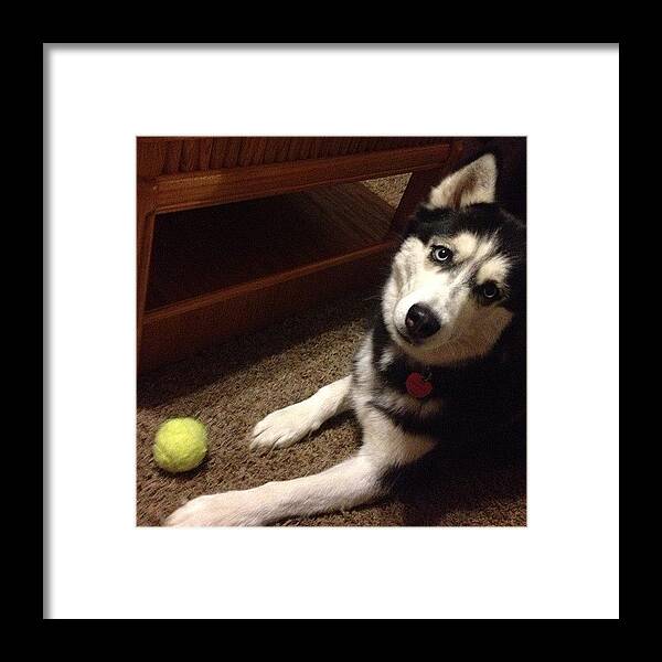 And Framed Print featuring the photograph #saber #is #like #huh #lol #dog #husky by Kendall Wallace