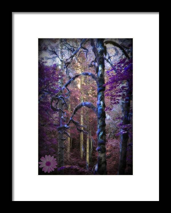 Fantasy Framed Print featuring the photograph Sacred Forest by Amanda Eberly