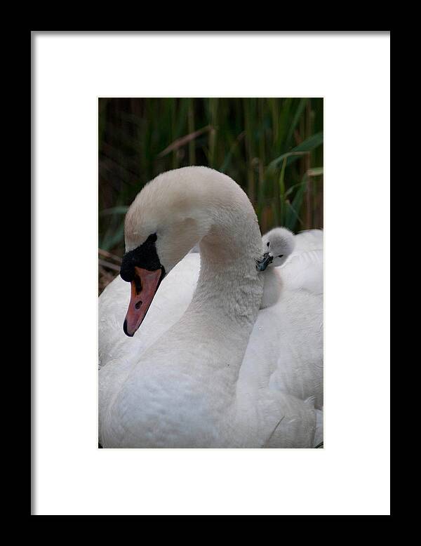 Swan Framed Print featuring the photograph Safe and Sound by Terry Cosgrave