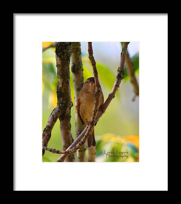 Bird Framed Print featuring the photograph Safe Refuge by Lorna Rose Marie Mills DBA Lorna Rogers Photography