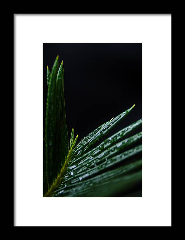Cycad Framed Print featuring the photograph Sago Palm 2 by Frank Mari