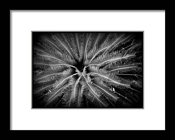 Sago Framed Print featuring the photograph Sago Palm by Farol Tomson