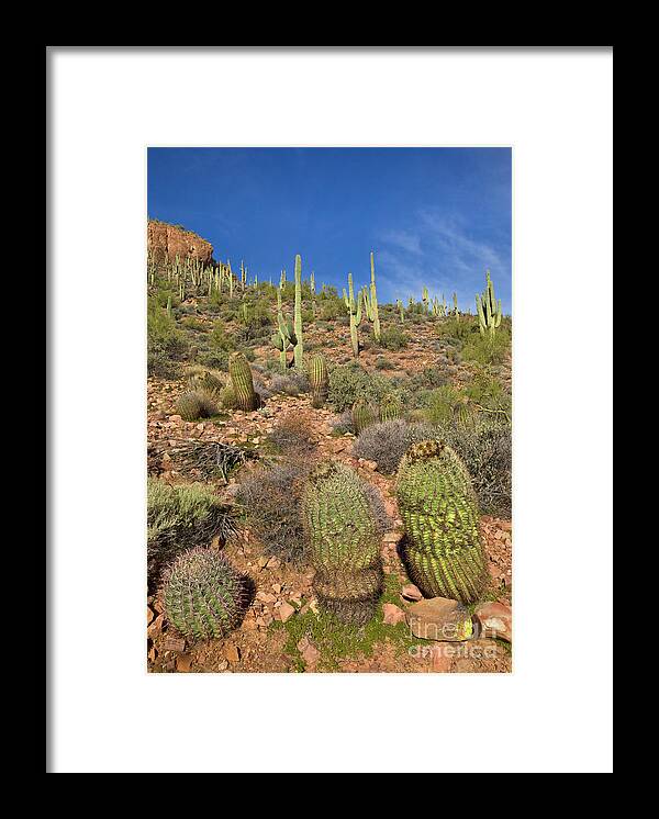 00559179 Framed Print featuring the photograph Saguaro And Barrel Cacti Tonto N M by Yva Momatiuk John Eastcott