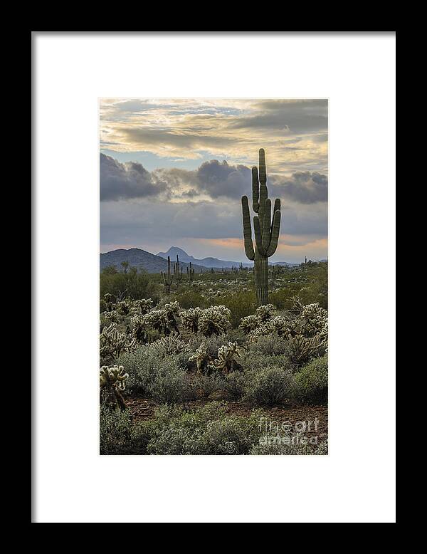 Saguaro Framed Print featuring the photograph Saguaro and Storm Clouds by Tamara Becker
