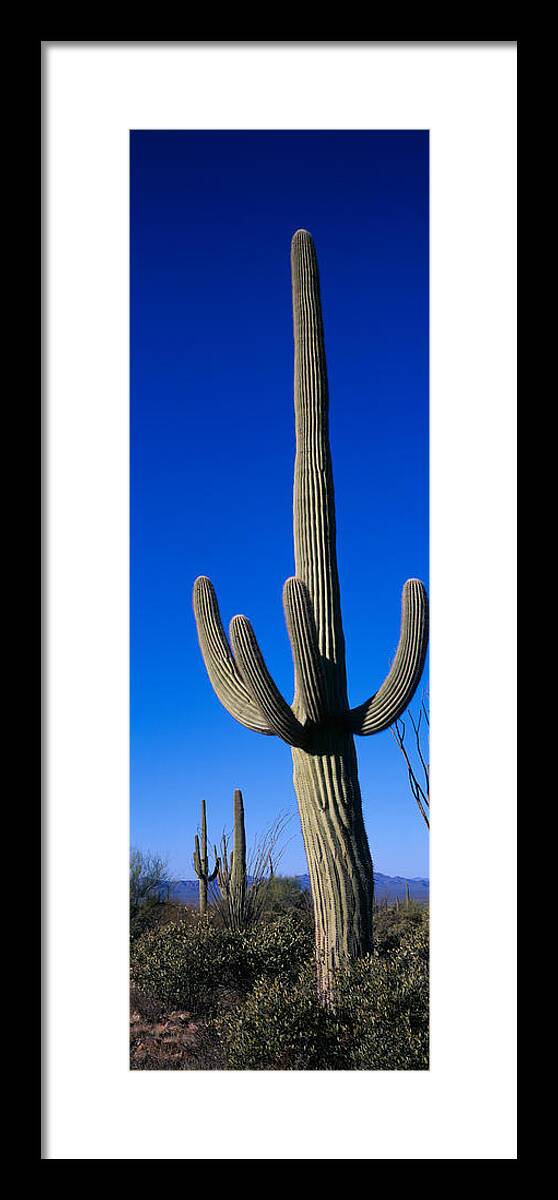 Photography Framed Print featuring the photograph Saguaro Cactus Az by Panoramic Images