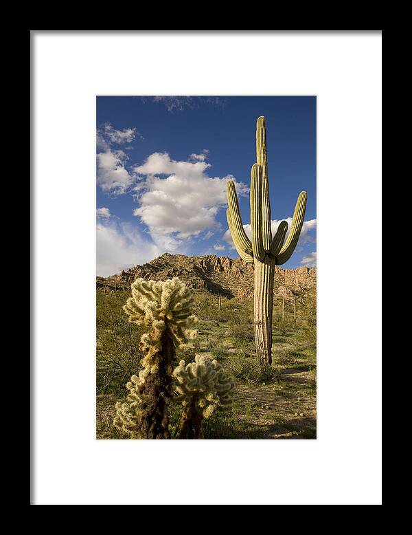 Feb0514 Framed Print featuring the photograph Saguaro Cactus In Desert Arizona by Tom Vezo