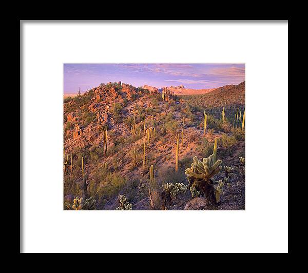 00175898 Framed Print featuring the photograph Saguaro National Park by Tim Fitzharris