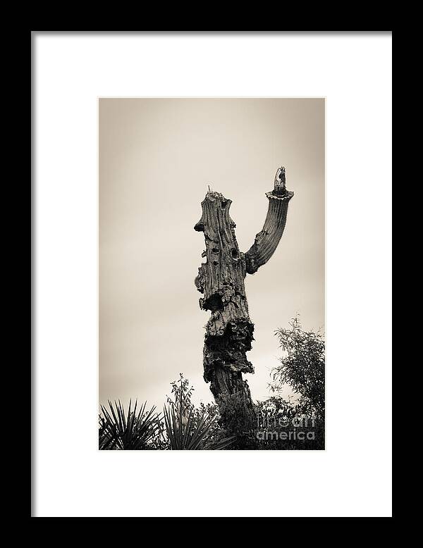 Saguaro Framed Print featuring the photograph Saguaro Salute by Tamara Becker