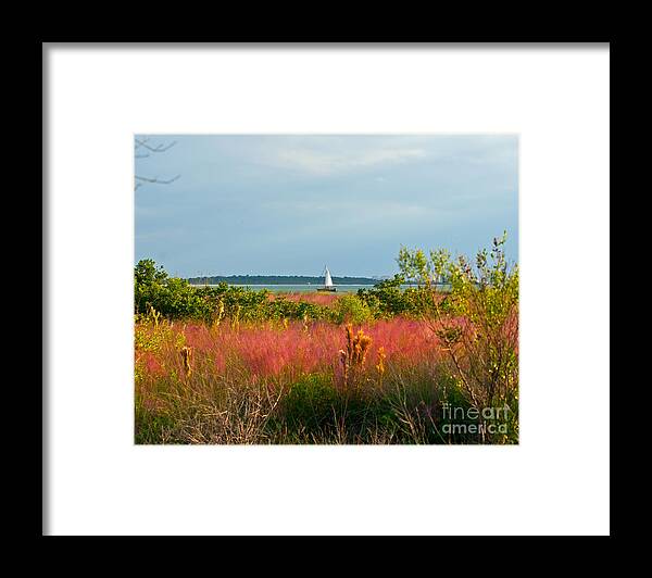 Florida Framed Print featuring the photograph Sail Boat Honeymoon Island by Stephen Whalen