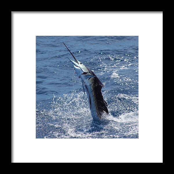 Sailfish Framed Print featuring the photograph Sailfish release by Carey Chen