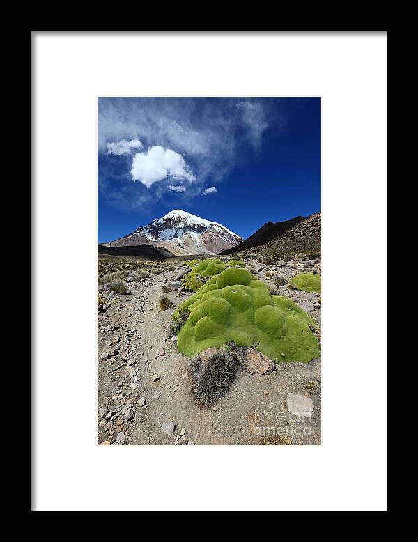 Sajama Framed Print featuring the photograph Sajama Volcano and Yareta Plant by James Brunker