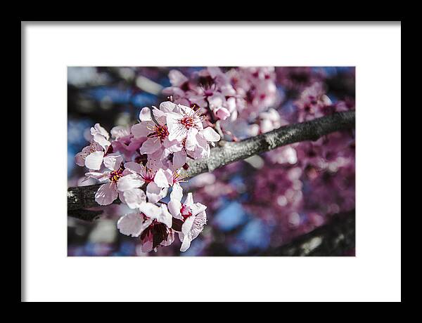 Japanese Sakura Blossoms In Springtime Framed Print featuring the photograph Sakura Blossoms by Anthony Citro