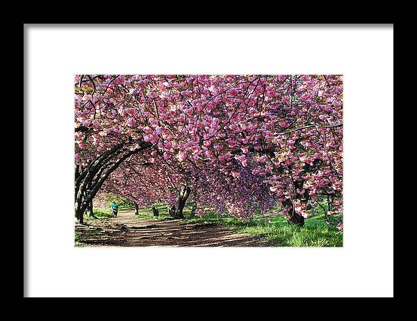 Sakura Framed Print featuring the photograph Sakura in Central Park by Yue Wang