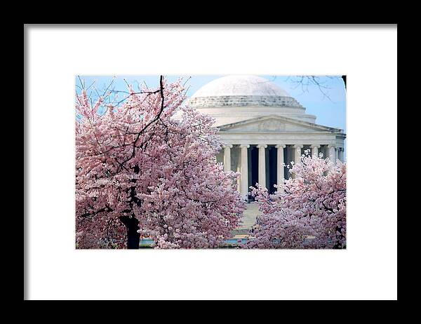 Cherry Blossoms Framed Print featuring the photograph Sakura by Mitch Cat