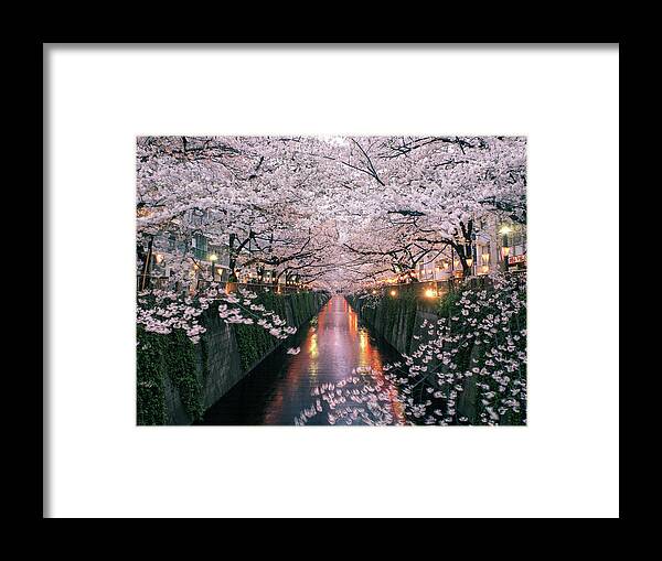 Tranquility Framed Print featuring the photograph Sakura On Meguro River by Taketan