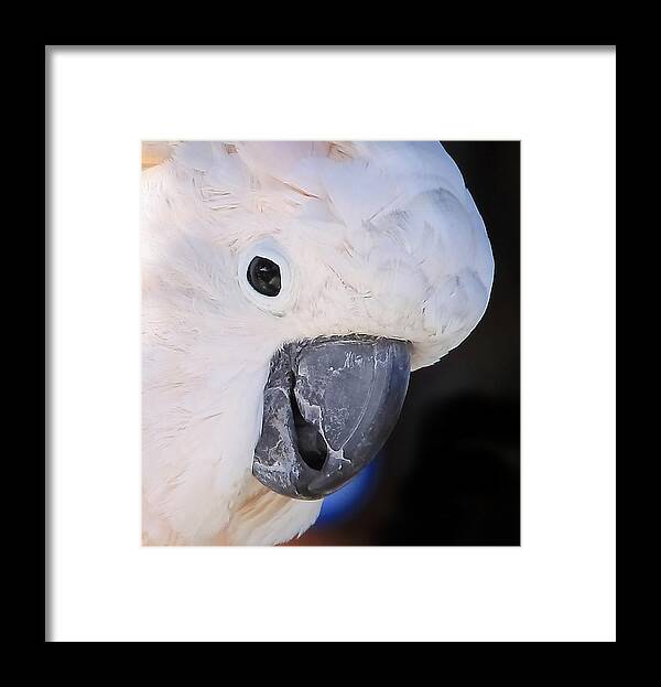 Salmon-crested Cockatoo Portrait Framed Print featuring the photograph Salmon crested cockatoo Smiling Close up by Andrea Lazar