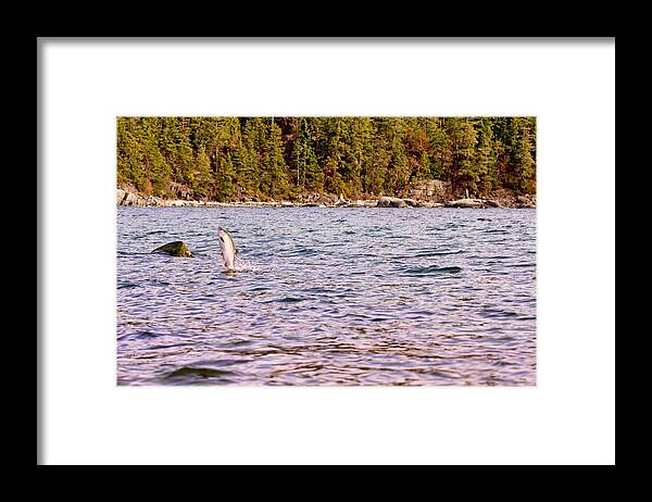 Salmon Framed Print featuring the photograph Salmon Jumping in the Ocean by Peggy Collins