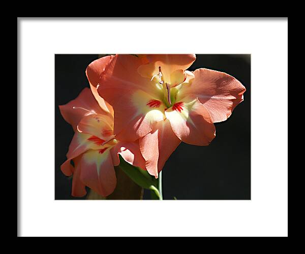 Orchid Framed Print featuring the photograph Salmon Orchid by Chauncy Holmes