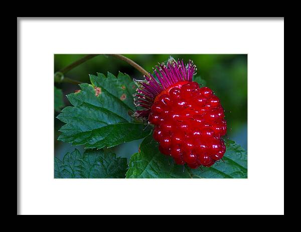 Berry Framed Print featuring the photograph Salmonberry by Michael Russell