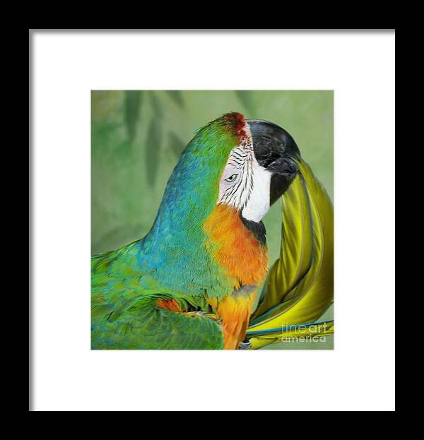 Exotic Birds Framed Print featuring the photograph Salute I Am Blowing You A Kiss by Lingfai Leung