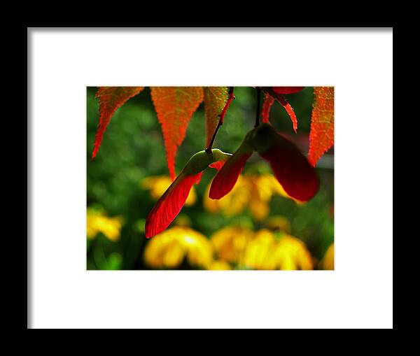 Tree Framed Print featuring the photograph Samara by Mike Kling