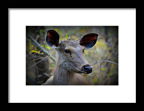 Sambar Deer Framed Print featuring the photograph Sambar Deer India by Amanda Stadther