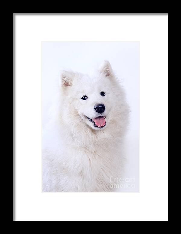 Animal Framed Print featuring the photograph Samoyed dog portrait by Viktor Pravdica