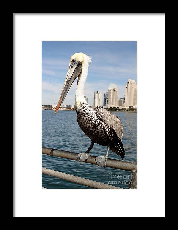 San Diego Framed Print featuring the photograph San Diego Pelican by Henrik Lehnerer