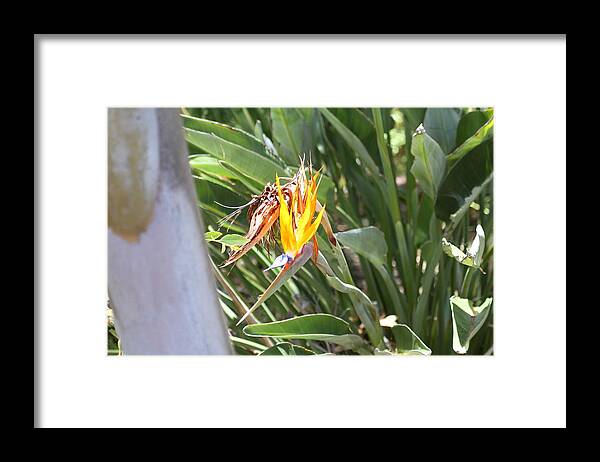 San Framed Print featuring the photograph San Diego Zoo - 1212381 by DC Photographer