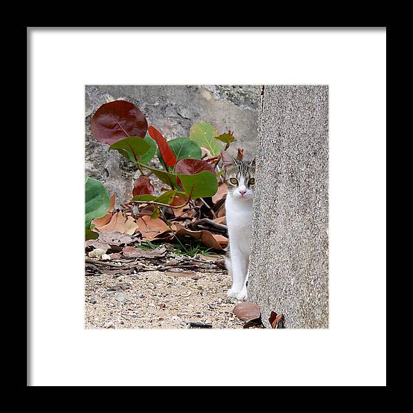 Ichard Reeve Framed Print featuring the photograph San Juan - Colonial Cat by Richard Reeve