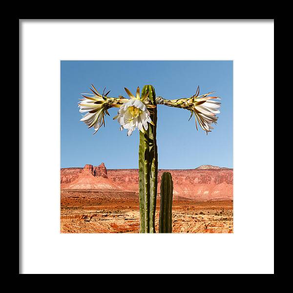 Arid Framed Print featuring the photograph San Pedro Cactus by Nancy Strahinic