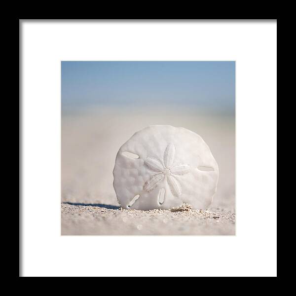 Natural Pattern Framed Print featuring the photograph Sand dollar on edge in sand by Trina Dopp Photography