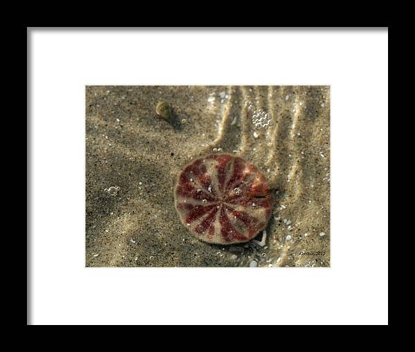 Beach Framed Print featuring the photograph Sand Peso by Dick Botkin