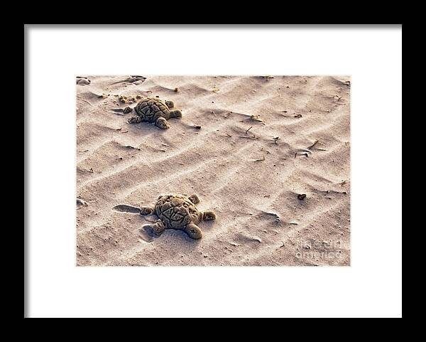 Top Artist Framed Print featuring the photograph Sand Turtles by Norman Gabitzsch